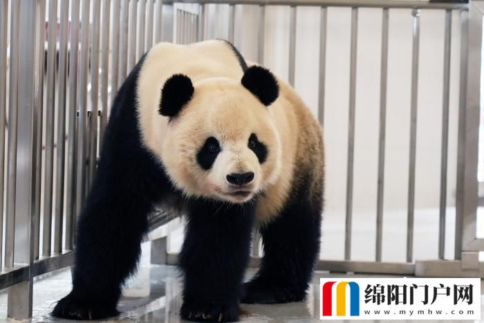 中國(guó)大熊貓保護(hù)研究中心綿陽(yáng)基地投入試運(yùn)行