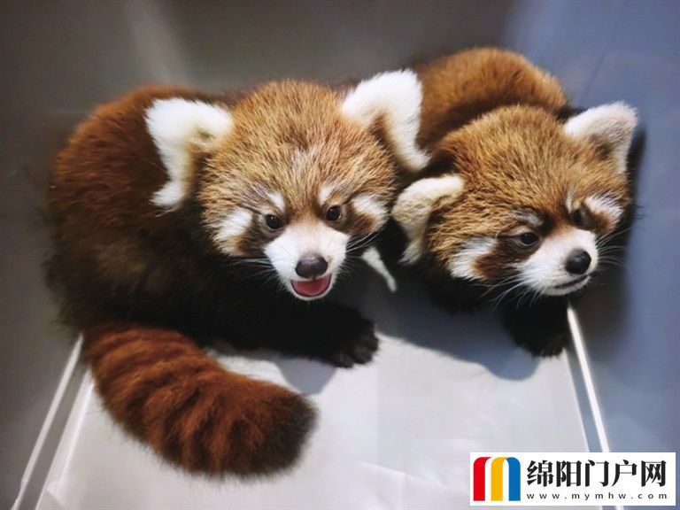 綿陽中華大熊貓苑開展趣味科普互動活動