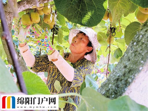 蜜蜂“授粉” 甜“獼”不止多一點 游仙鑫龍村300畝獼猴桃迎來豐收季